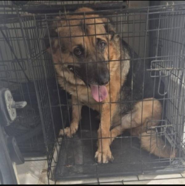 Pastore 3anni traslocano e lo mollano in casa!PALERMO Foto 3