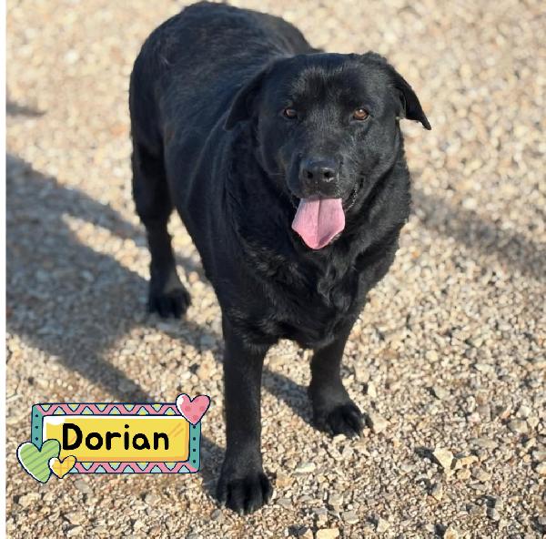 Dorian Labrador 3 Anni E Mezzo Cerca Casa - In Adozione 