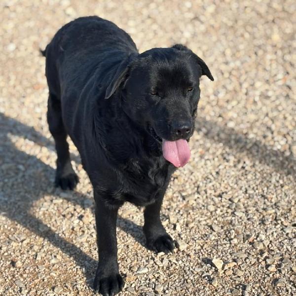 DORIAN labrador 3 anni e mezzo cerca casa - in adozione  Foto 2
