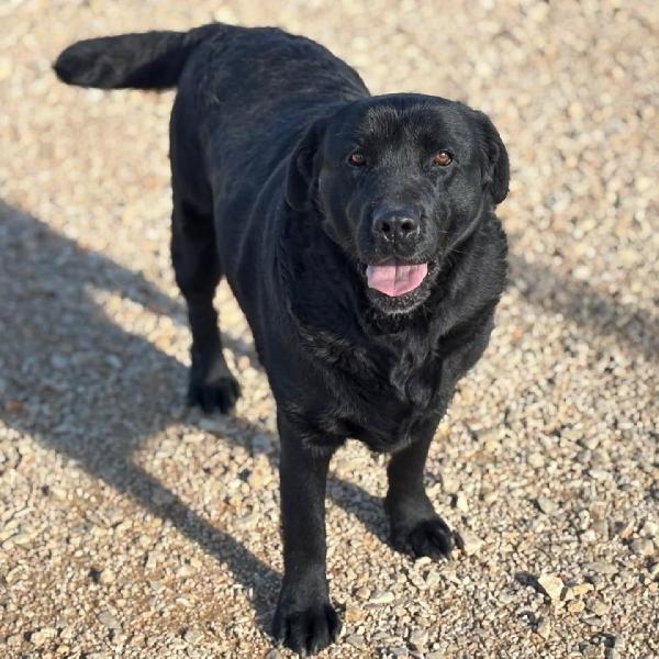 DORIAN labrador 3 anni e mezzo cerca casa - in adozione  Foto 3