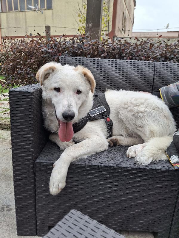 Ugo: Cucciolone Buonissimo Con Tutti