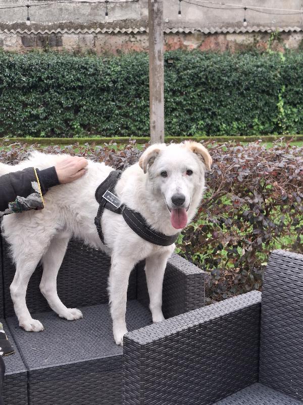 Ugo: cucciolone buonissimo con tutti Foto 2