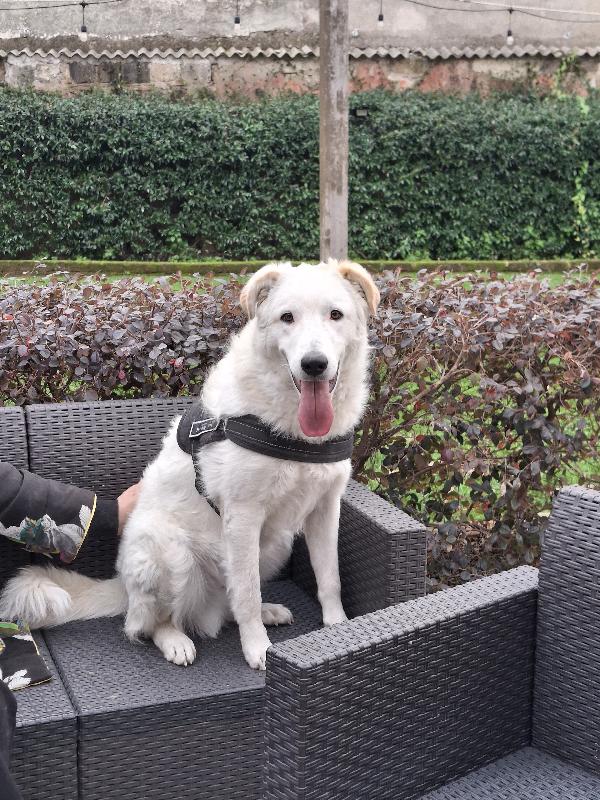 Ugo: cucciolone buonissimo con tutti Foto 3