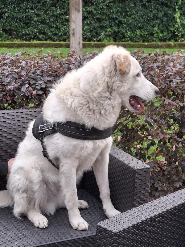 Ugo: cucciolone buonissimo con tutti Foto 4