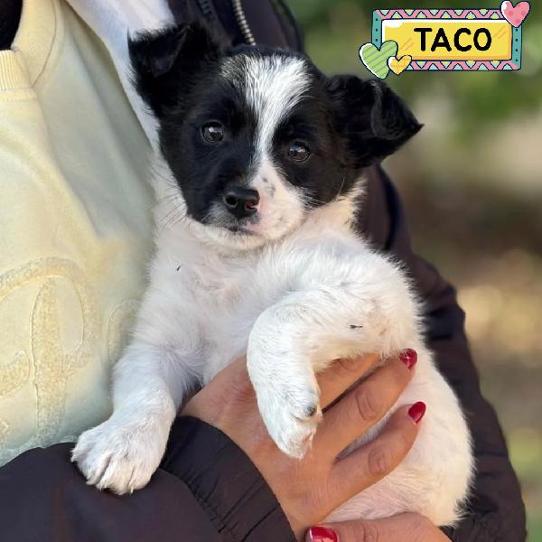 Taco Cucciolo Taglia Mini 2 Mesi Cerca Casa - In Adozione 