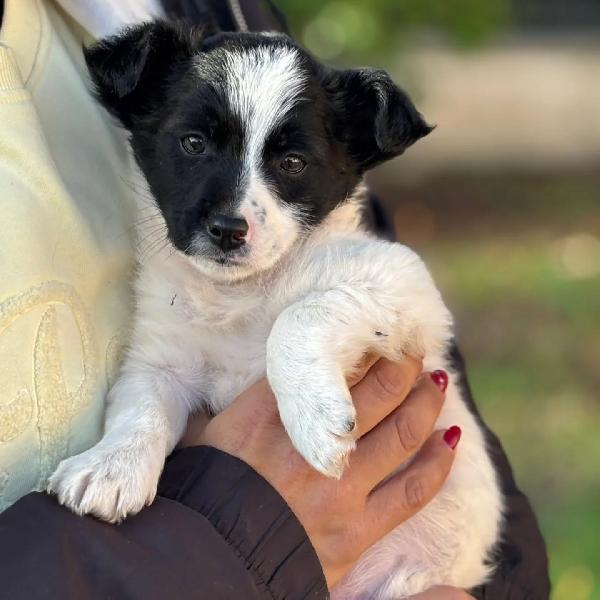 TACO cucciolo taglia mini 2 mesi cerca casa - in adozione  Foto 2