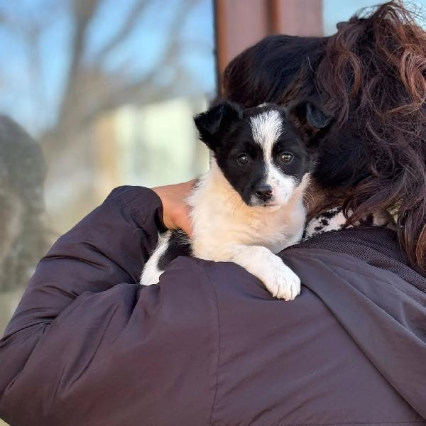 TACO cucciolo taglia mini 2 mesi cerca casa - in adozione  Foto 3