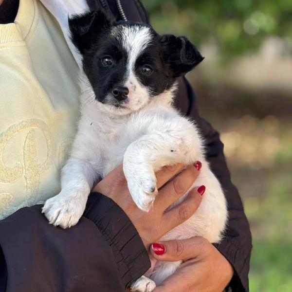 TACO cucciolo taglia mini 2 mesi cerca casa - in adozione  Foto 4