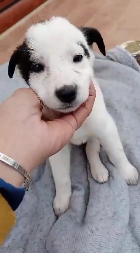 Cuccioli di 2 mesi cercano casa  Foto 2