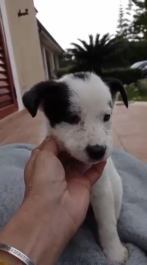 Cuccioli di 2 mesi cercano casa  Foto 3