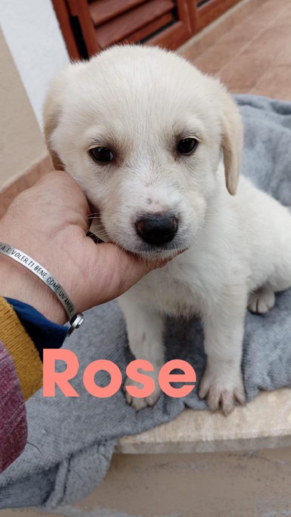 Cuccioli di 2 mesi cercano casa  Foto 4