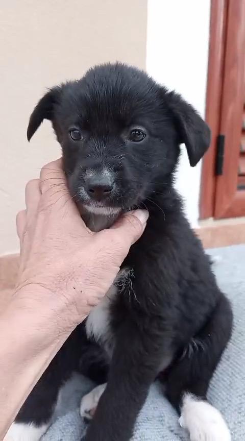 Cuccioli di 2 mesi cercano casa  Foto 5
