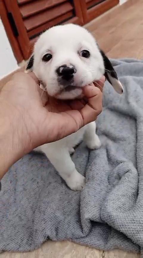Cuccioli di 2 mesi cercano casa  Foto 6