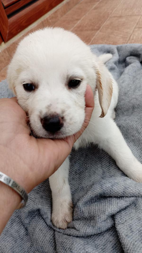 Cuccioli di 2 mesi cercano casa  Foto 7