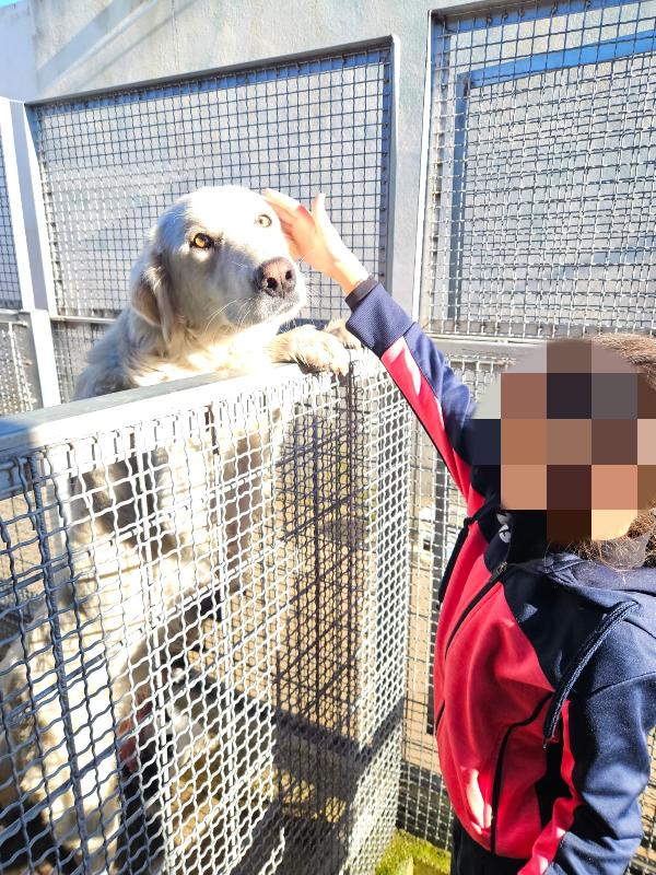 Sofia: docile, equilibrata, socievole  Foto 2