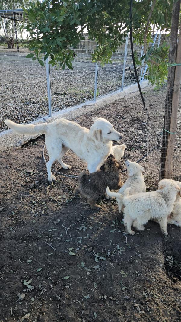 Sofia: docile, equilibrata, socievole  Foto 3