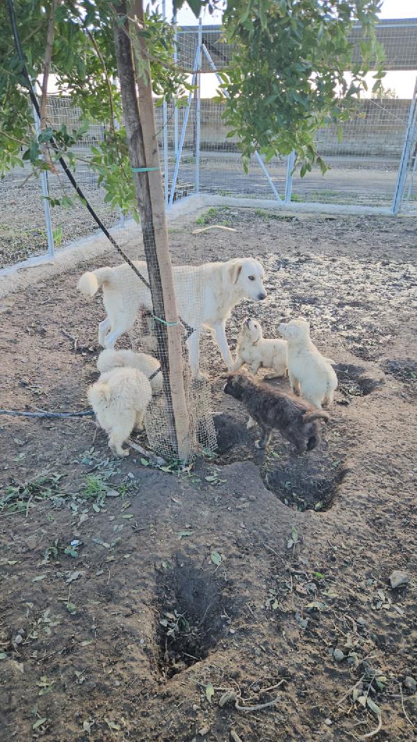 Sofia: docile, equilibrata, socievole  Foto 4