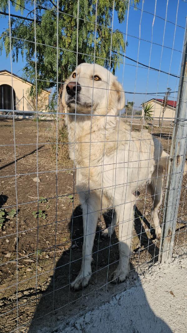 Sofia: docile, equilibrata, socievole  Foto 8