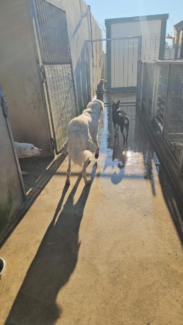 Sofia: docile, equilibrata, socievole  Foto 9