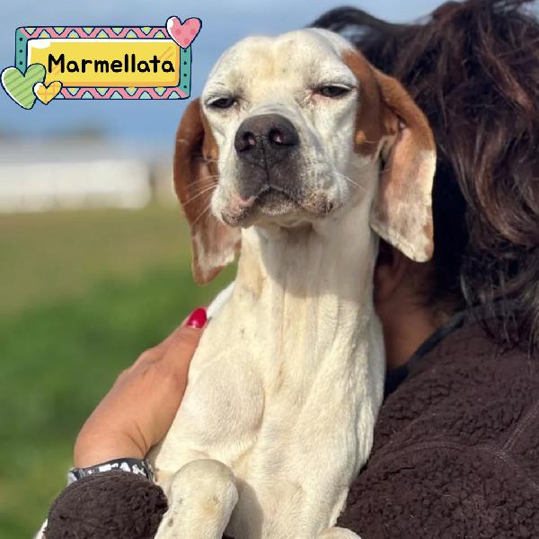 Marmellata Dolce Pointer 2 Anni Cerca Casa - In Adozione 