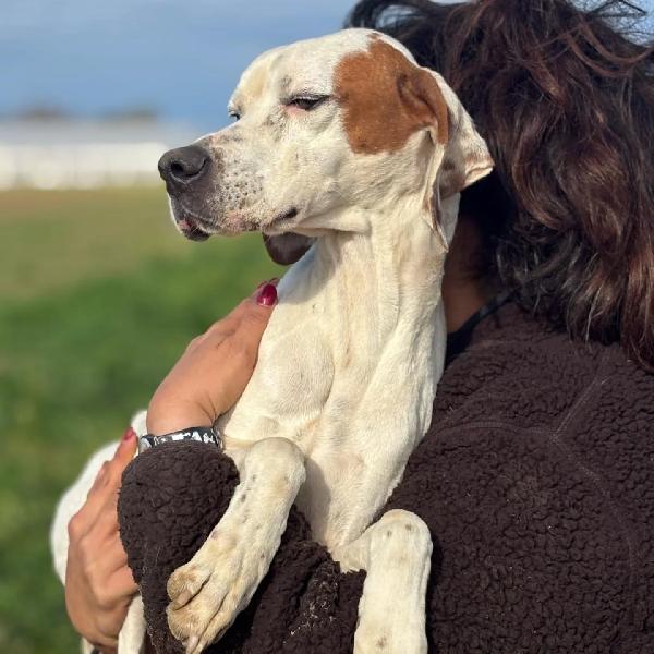 Marmellata dolce pointer 2 anni cerca casa - in adozione  Foto 2