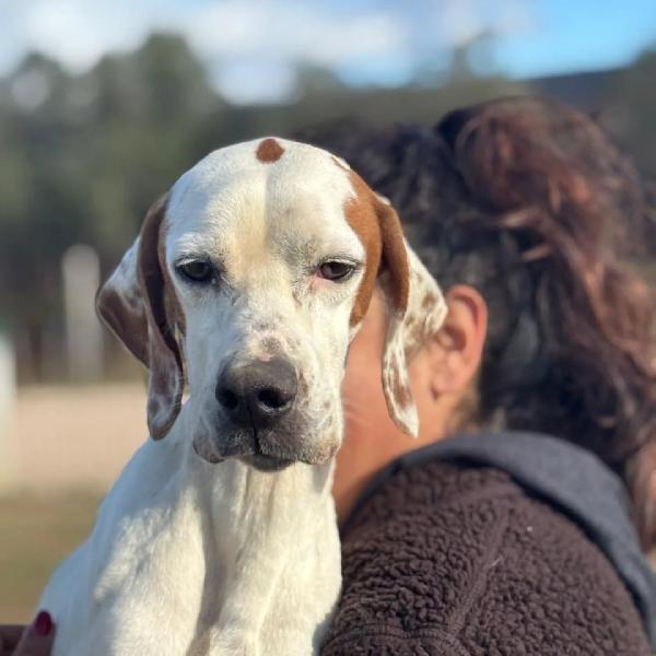 Marmellata dolce pointer 2 anni cerca casa - in adozione  Foto 3