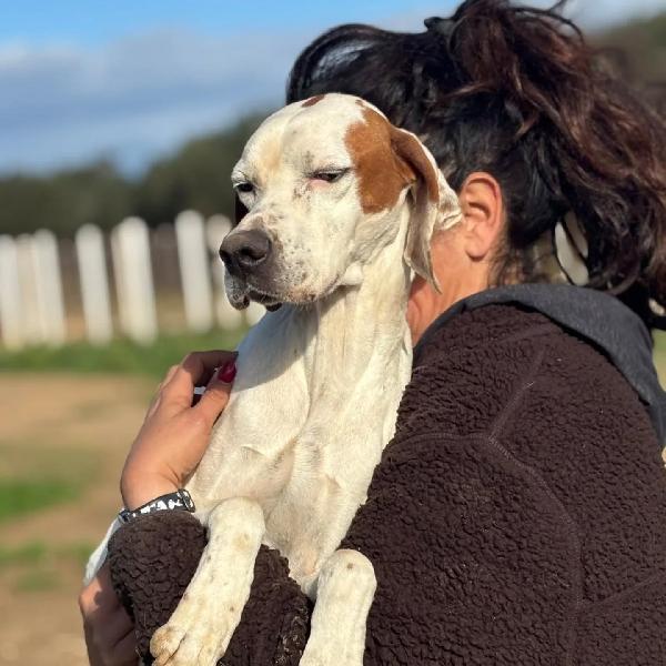 Marmellata dolce pointer 2 anni cerca casa - in adozione  Foto 5