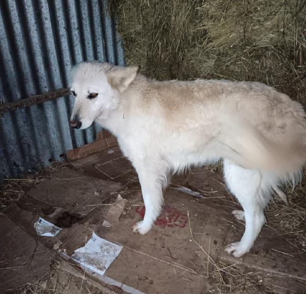 Birba 5Anni Tranquilla Il Rifugio Sta X Chiudere.irpinia
