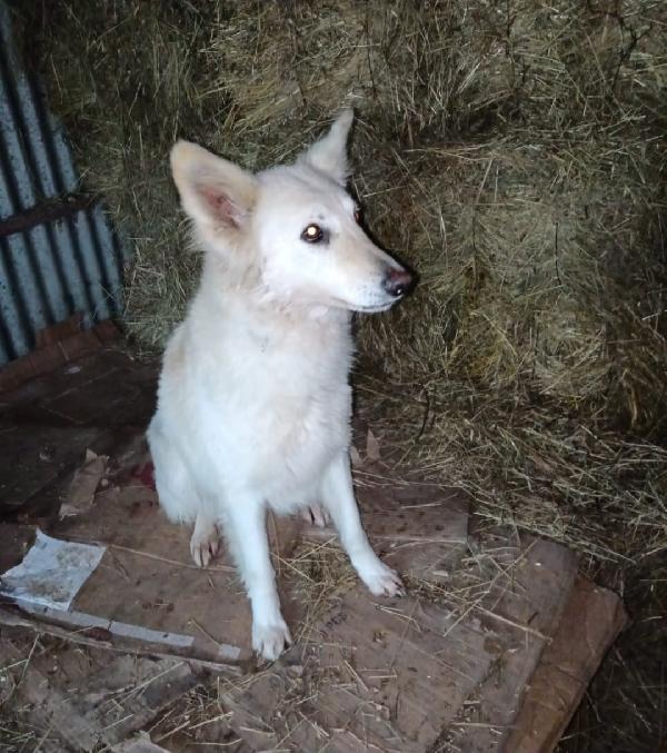 Birba 5anni tranquilla il rifugio sta x chiudere.IRPINIA Foto 2