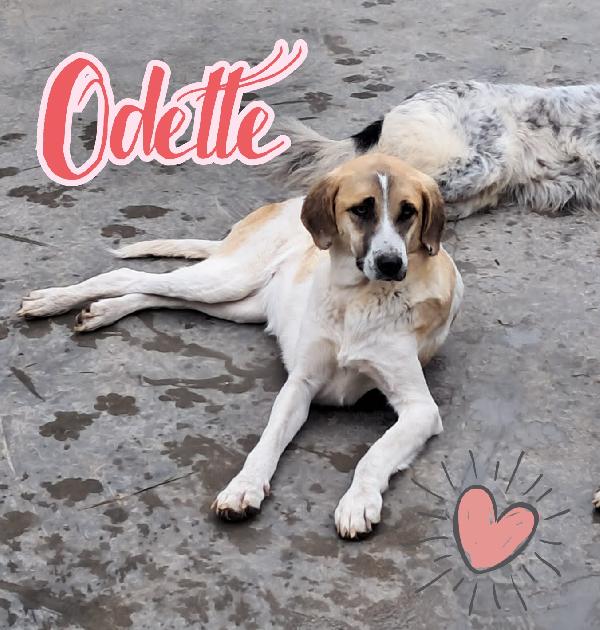 Odette Adozione Del Cuore 