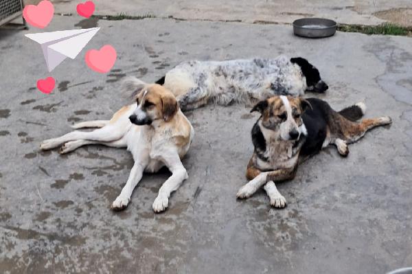 Odette adozione del cuore  Foto 2