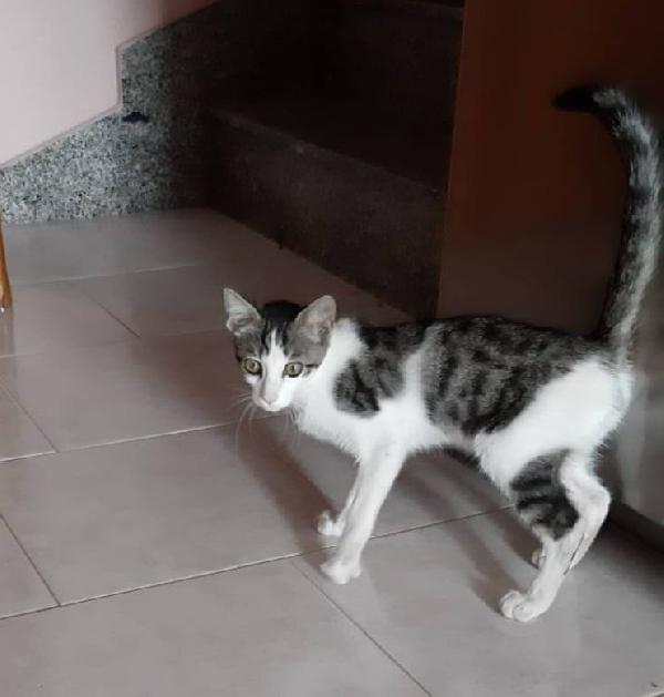 PACO, dolce micino in adozione! Foto 2