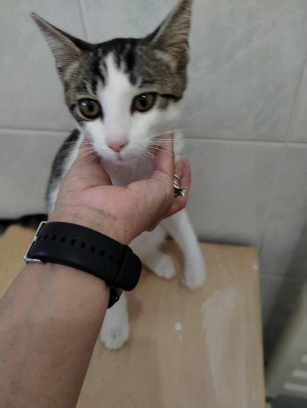 PACO, dolce micino in adozione! Foto 3