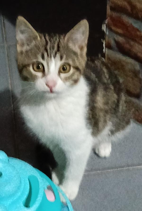 PAULO, YISEPHINE E VICHY: GATTINI DI 2 MESI E  MEZZO Foto 2