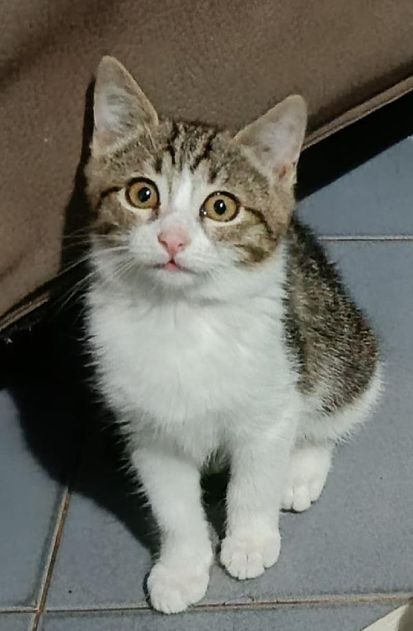 PAULO, YISEPHINE E VICHY: GATTINI DI 2 MESI E  MEZZO Foto 3