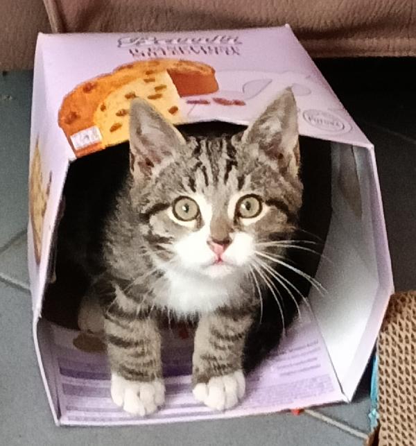 PAULO, YISEPHINE E VICHY: GATTINI DI 2 MESI E  MEZZO Foto 4