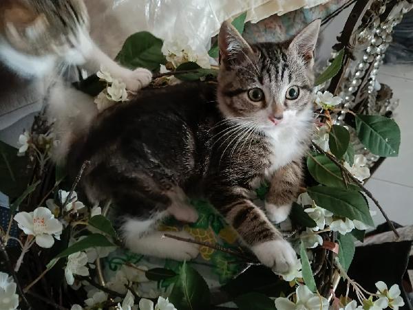 PAULO, YISEPHINE E VICHY: GATTINI DI 2 MESI E  MEZZO Foto 5