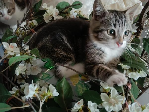 PAULO, YISEPHINE E VICHY: GATTINI DI 2 MESI E  MEZZO Foto 6