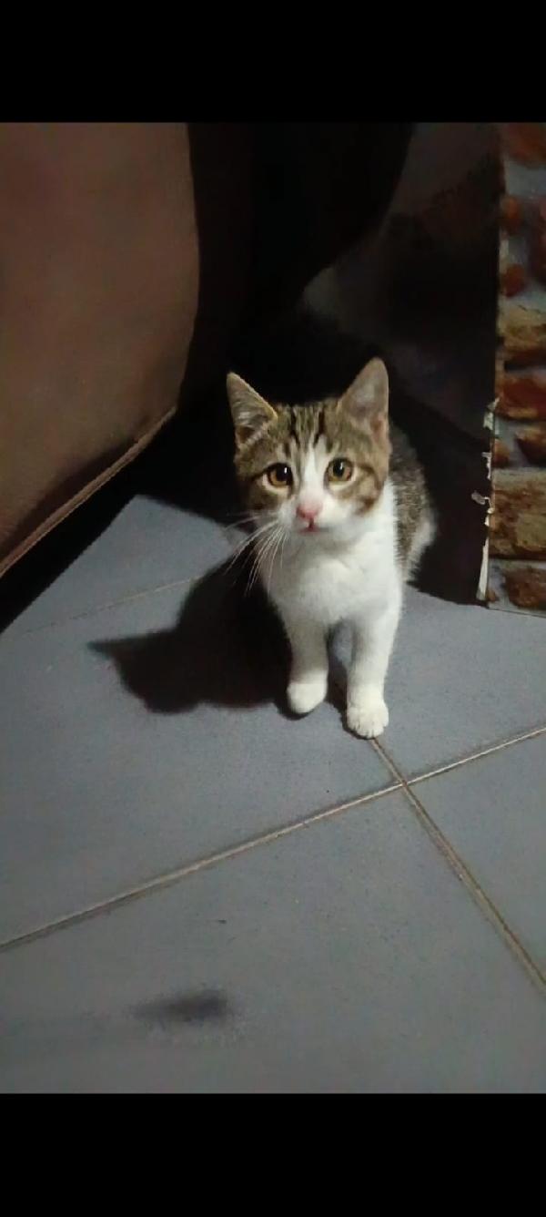 PAULO, YISEPHINE E VICHY: GATTINI DI 2 MESI E  MEZZO Foto 7