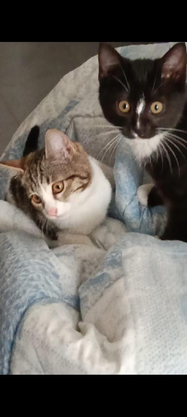 PAULO, YISEPHINE E VICHY: GATTINI DI 2 MESI E  MEZZO Foto 8