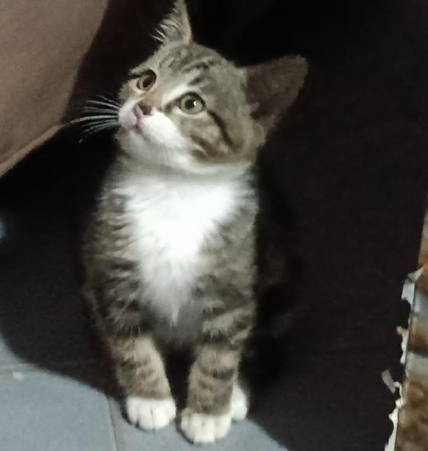 PAULO, YISEPHINE E VICHY: GATTINI DI 2 MESI E  MEZZO Foto 9