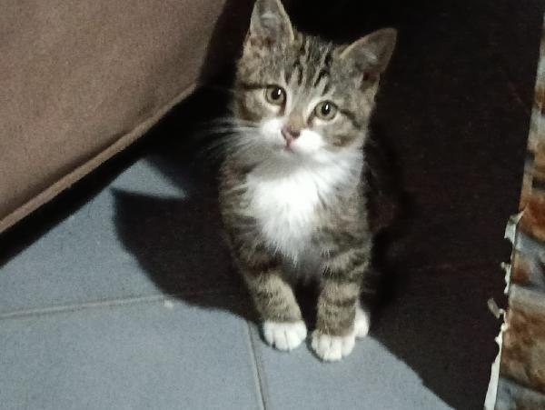 PAULO, YISEPHINE E VICHY: GATTINI DI 2 MESI E  MEZZO Foto 10