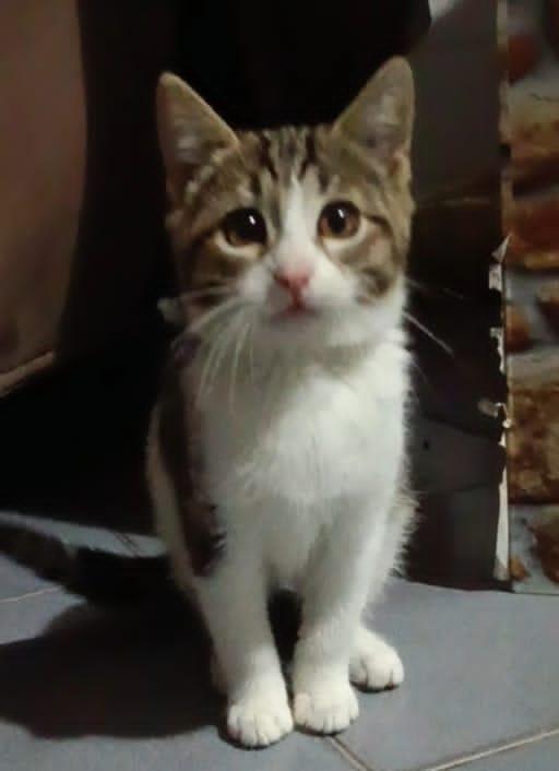 PAULO, YISEPHINE E VICHY: GATTINI DI 2 MESI E  MEZZO Foto 11