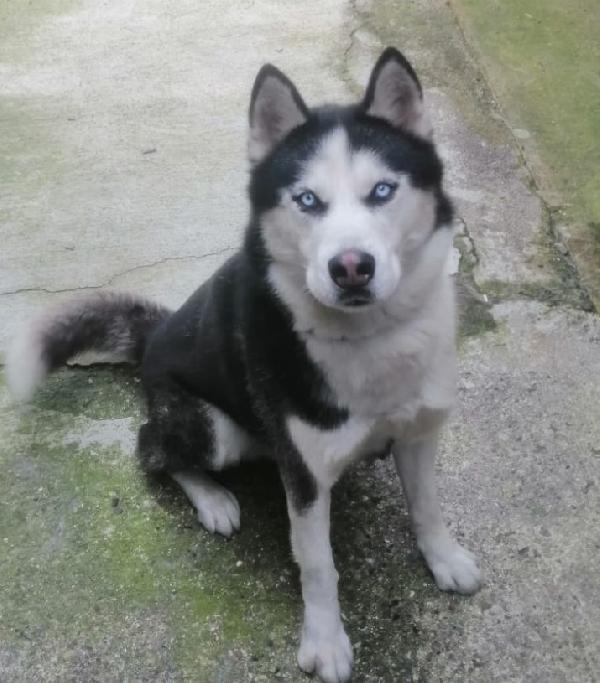 Alaska Dolcissimo Husky 