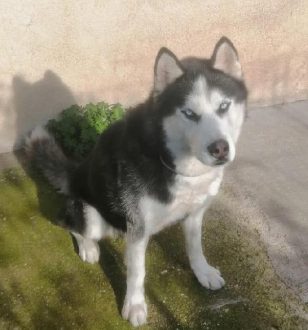 ALASKA DOLCISSIMO HUSKY  Foto 3