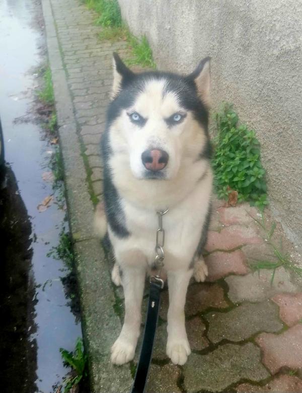 ALASKA DOLCISSIMO HUSKY  Foto 4