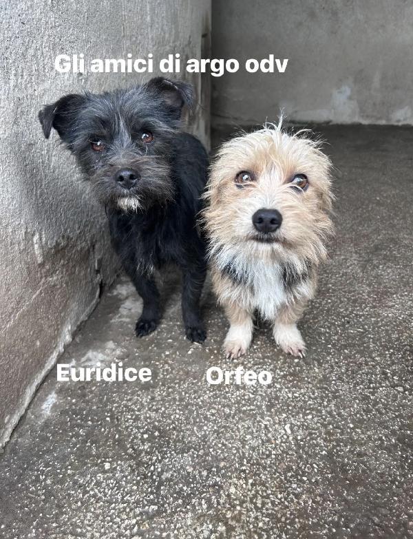 Euridice cagnolina simil maltese Foto 2