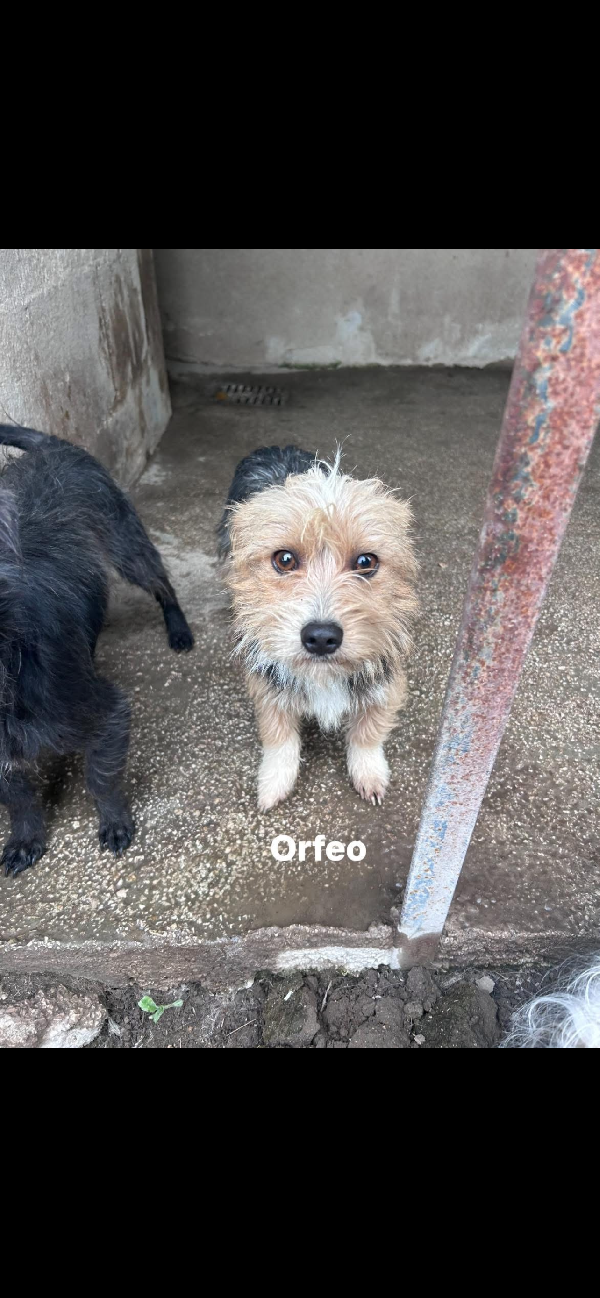 Orfeo Cagnolino Simil Maltese