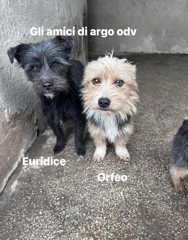 Orfeo cagnolino simil maltese Foto 2