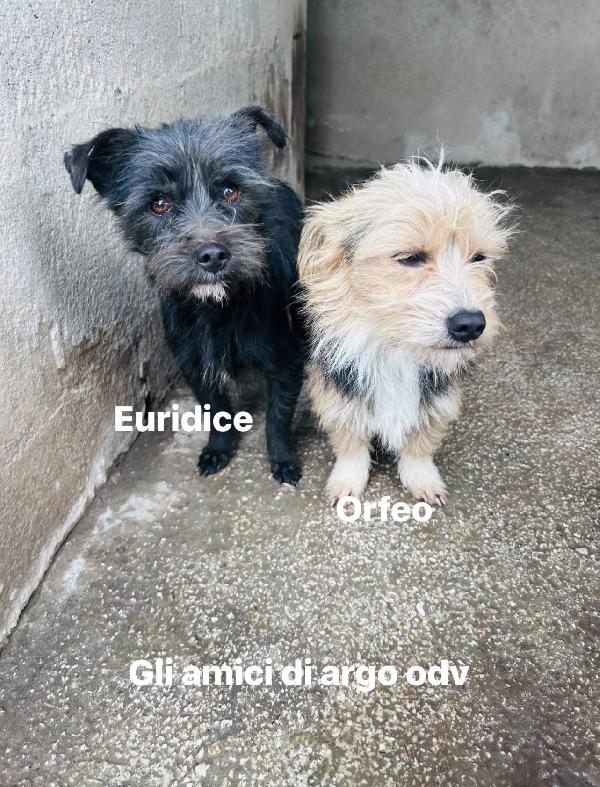 Orfeo cagnolino simil maltese Foto 3